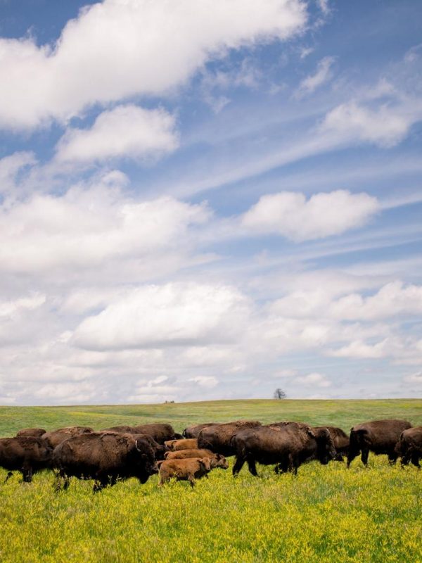 South Dakota Background