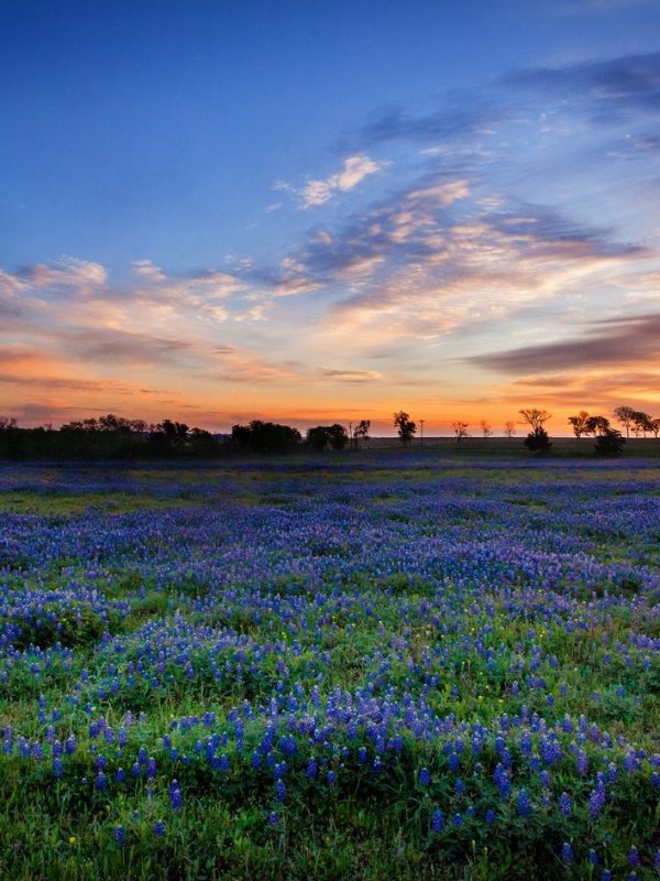 Texas Background